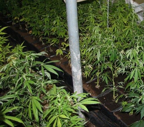 Житель Волгоградской области вырастил на огороде 322 куста марихуаны