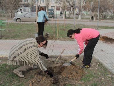 В Волгограде на 7-й Гвардейской высадят 200 деревьев