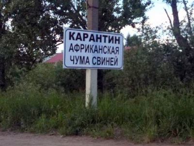 Эксперт: «В борьбе с АЧС необходимо использовать самые жесткие меры»