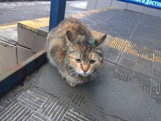 Волгоградцев в день кошек просят помочь раненому котенку