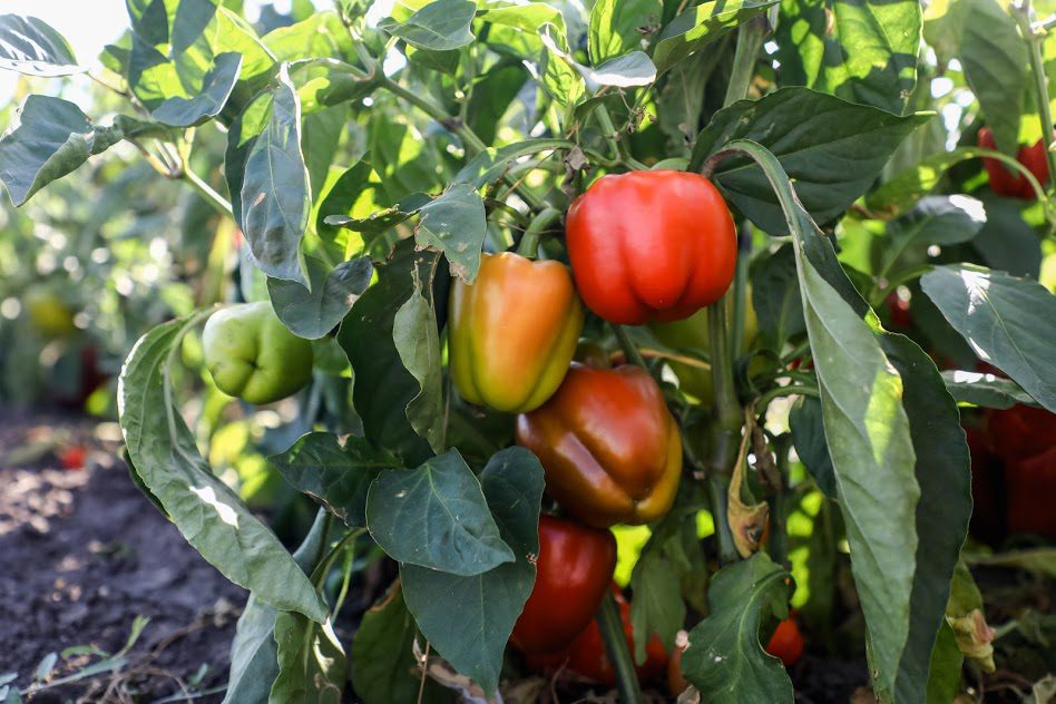 Названы 7 простых продуктов, которые лучше мультивитаминов
