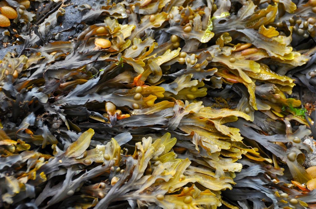 Назван дешевый продукт с омега-3, заменяющий дорогую рыбу и масло