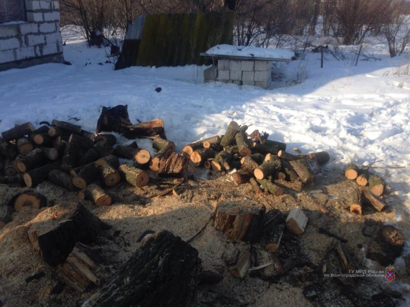 Под Волгоградом мужчине грозит срок за вырубку кленов