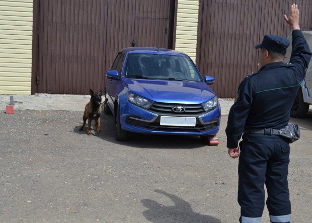Пограничники в Волгограде выбрали лучших служебных собак