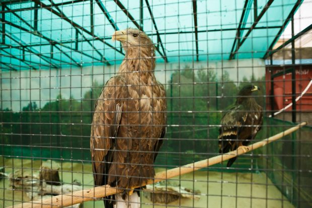 В Волгограде спасли европейского черного коршуна с раненым крылом