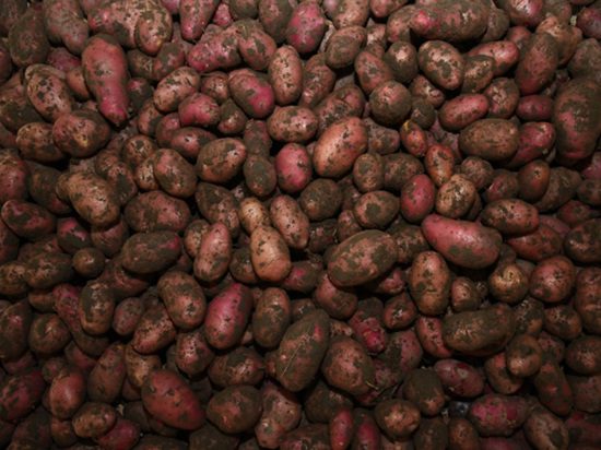 Как выбрать вкусную и качественную картошку, узнали волгоградцы