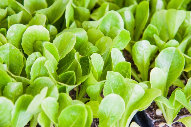 Диетологи перечислили продукты, помогающие сохранить здоровье