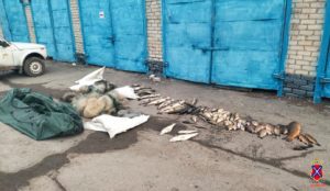 В Волгоградской области полицейские изъяли мешки с рыбой частиковых пород