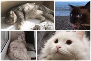 Волгоградцы отмечают День кошек