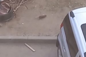 В Волгограде жители дома с балкона сняли на видео гигантскую крысу
