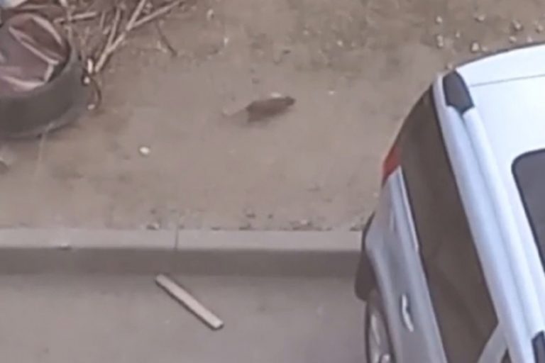 В Волгограде жители дома с балкона сняли на видео гигантскую крысу