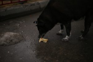 Стало известно, где запрещено подкармливать бездомных собак в Волгограде