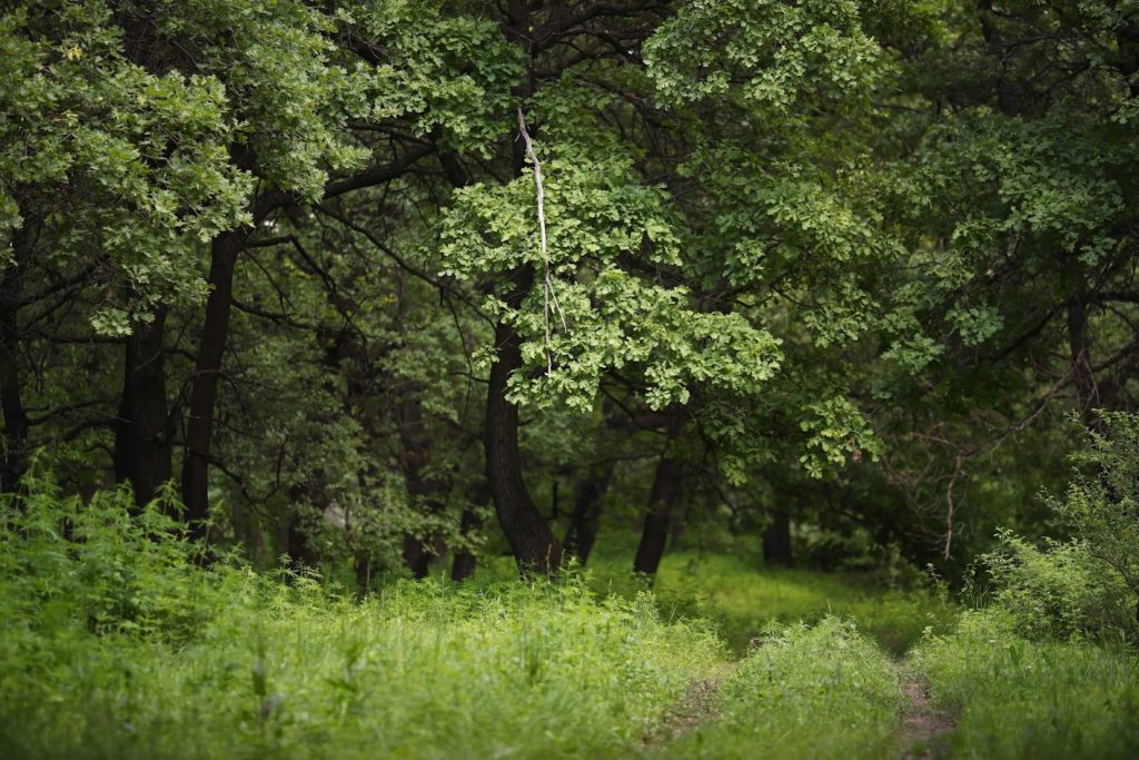 В Волгоградской области до осени продлено ограничение пребывания в лесах