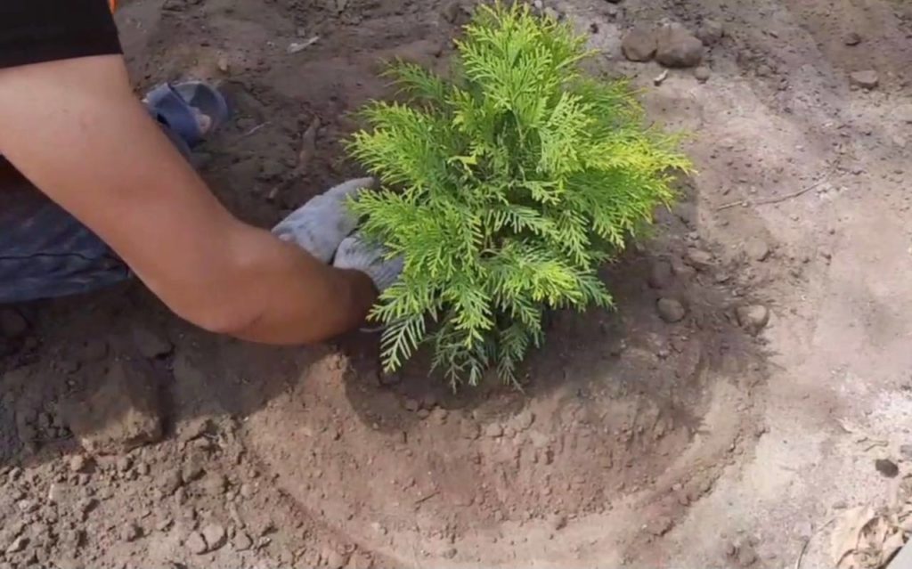 Сквер в Советском районе Волгограда украсят 3,5 тысячи зеленых насаждений