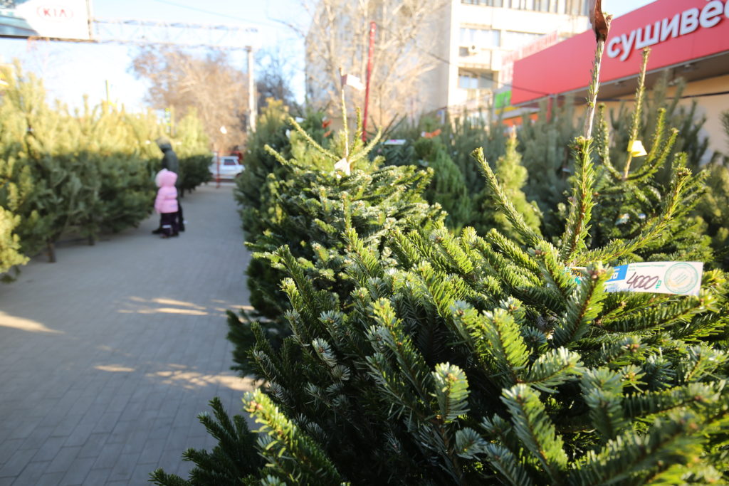 Волгоградцам рассказали, где купить новогоднюю елку