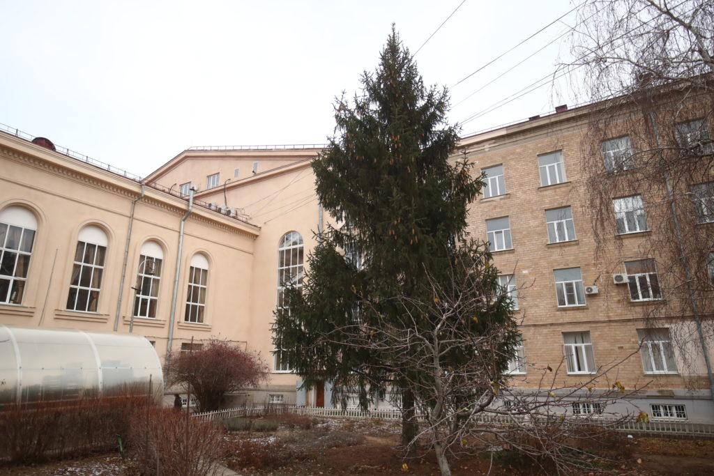 Жителям Волгоградской области дали советы по выбору новогодней елки