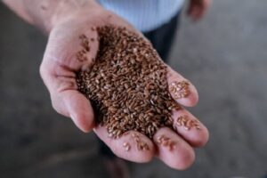 В Волгоградской области выявили подозрительные сорта семян огурца и перца