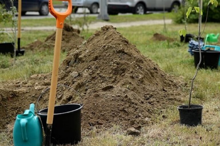В преддверии Дня Победы в Волгограде высадили 80 деревьев