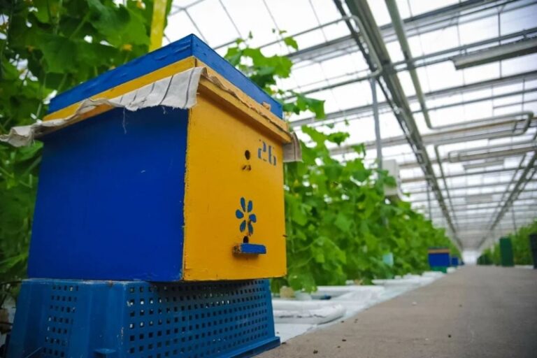 Ветврач из Волгоградской области неправильно оформил документы на мед