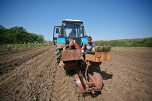 С начала весны 2025 года в Волгоградской области высадили 3,5 млн деревьев