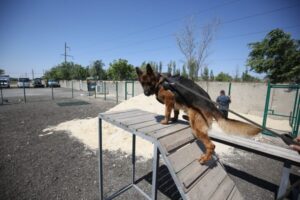 В Волгоградской области ищут без вести пропавшего руководителя театра «Арлекин»