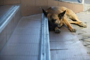 В Иловле Волгоградской области зафиксирован новый очаг бешенства