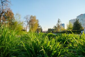 Два парка в центре Волгограда обработают от комаров и мошкары