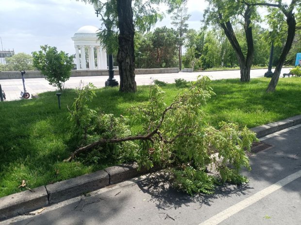 Сильный ветер в Волгограде изрядно потрепал деревья