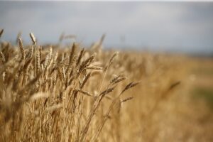 В Волгоградской области выявили нарушение в декларировании 800 тонн зерна