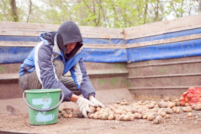 В Волгоградскую область поступил картофель без важной информации на этикетках